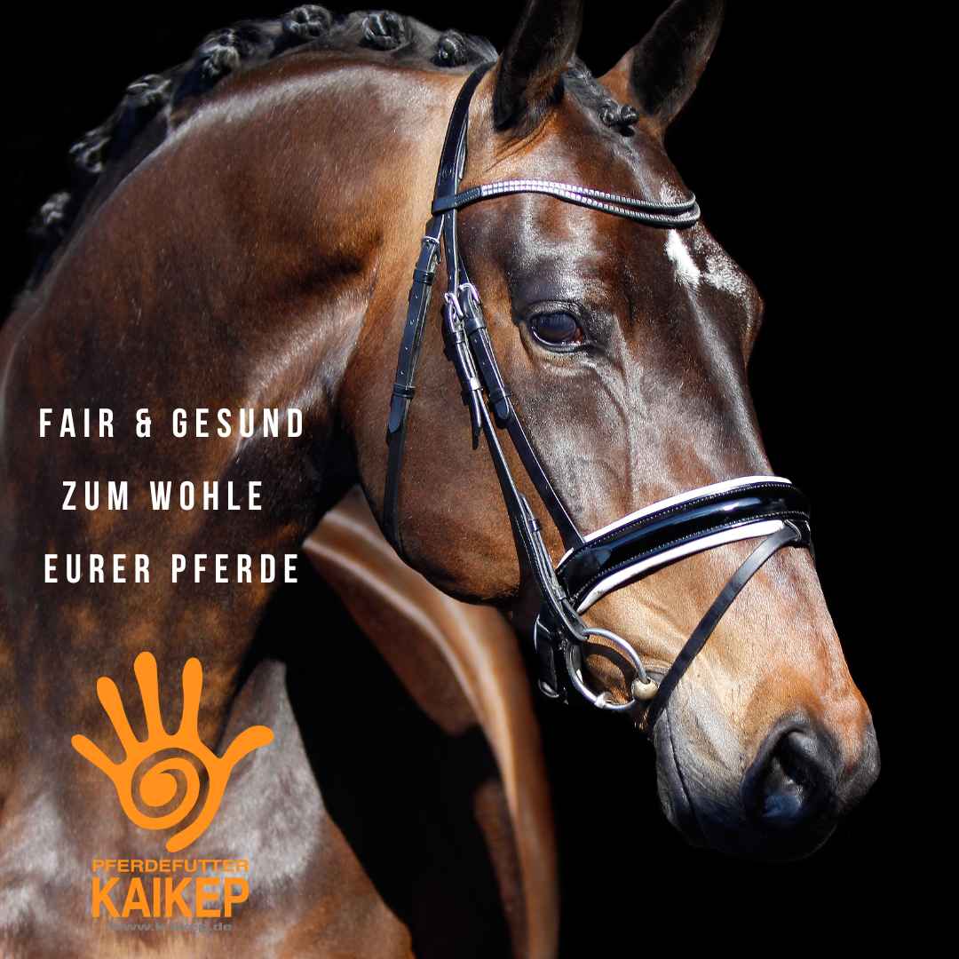 PferdefutterKAIKEP fair zum Pferd, bestes Qualitätsfutter aus Söhlde, Futterkonzepte Sportpferde