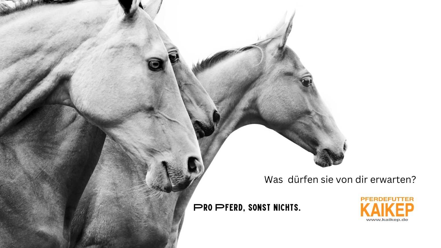 Pferde natürlich, Kaikep unterstützt, pro Pferd sonst nichts